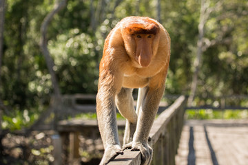 Portrait of fabulous long-nosed monkey