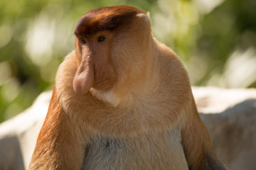Portrait of fabulous long-nosed monkey