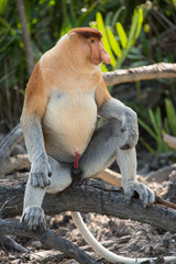 Portrait of fabulous long-nosed monkey