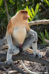 Fototapeta premium Portrait of fabulous long-nosed monkey