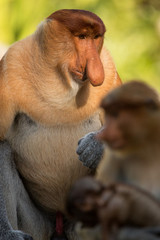 Fototapeta premium Portrait of fabulous long-nosed monkey