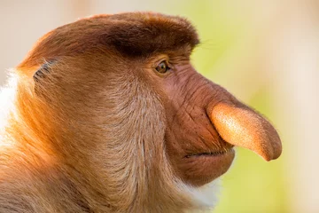 Fotobehang Aap Portret van een fantastische aap met lange neus