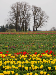 Tulip Field with the group of trees on the background