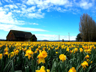 Yellow Tulip Field with the Barn