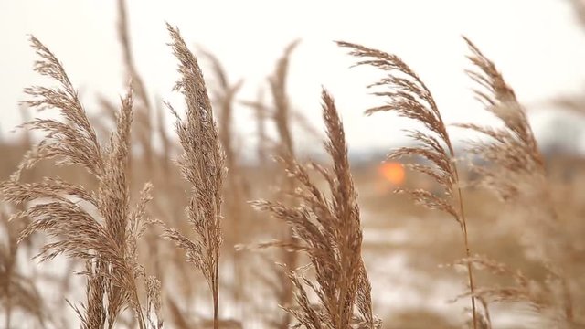 Dry reed by the winter riverside