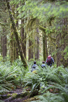 Hiking the temperate rainforest in British Columbia