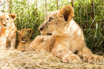 Portrait of lion cub