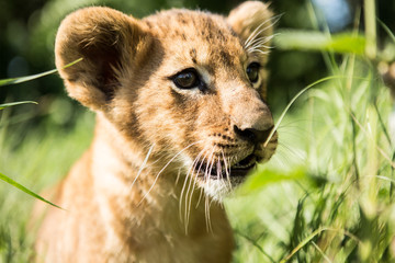 Portrait of lion cub