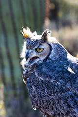 Barn Owl