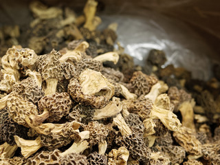 Fine cuisine, Morchella esculenta