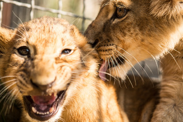 Portrait of two lion cubs