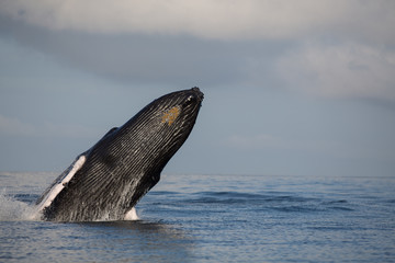 Fototapeta premium Jumping humpback whale