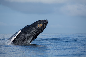 Naklejka premium Jumping humpback whale