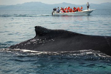 Closeup back of humpback whale and tourist boat in Samana, Domin