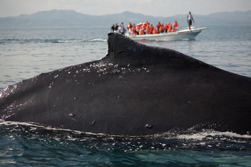 Closeup back of humpback whale and tourist boat in Samana, Domin