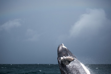 Jumping humpback whale