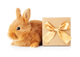 Cute funny rabbit and giftbox on white background