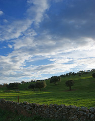 Fototapeta na wymiar Oaks on green meadow with stones fences and cloudy blue sky background (2)