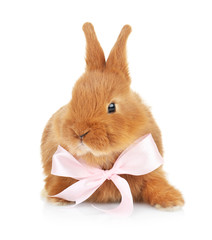 Cute funny rabbit with bow on white background