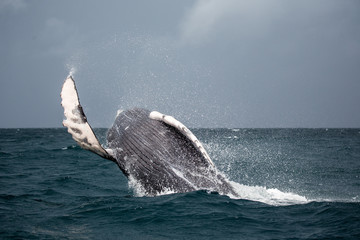 Jumping humpback whale - obrazy, fototapety, plakaty
