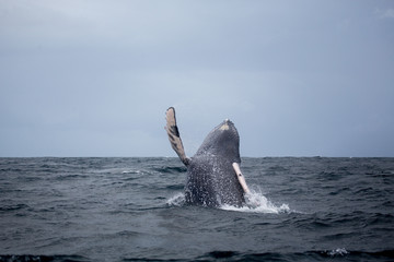 Jumping hampback whale