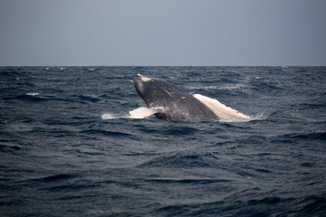 Jumping hampback whale