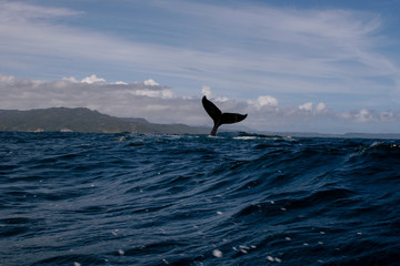 Humpback whale tail in Samana, Dominican republic