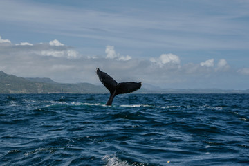 Fototapeta premium Humpback whale tail in Samana, Dominican republic