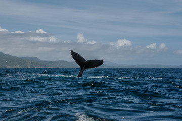 Humpback whale tail in Samana, Dominican republic