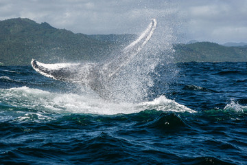 Humpback whale tail in Samana, Dominican republic