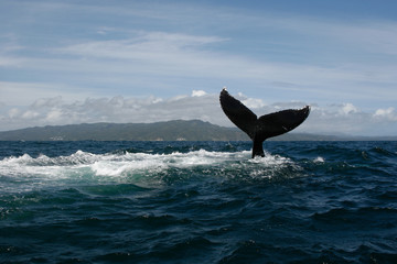 Fototapeta premium Humpback whale tail in Samana, Dominican republic