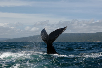 Fototapeta premium Humpback whale tail in Samana, Dominican republic