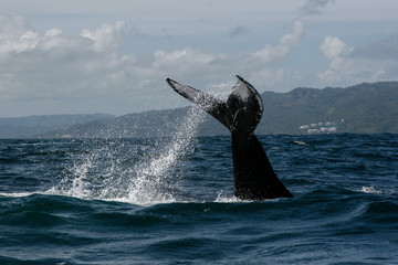 Naklejka premium Humpback whale tail in Samana, Dominican republic