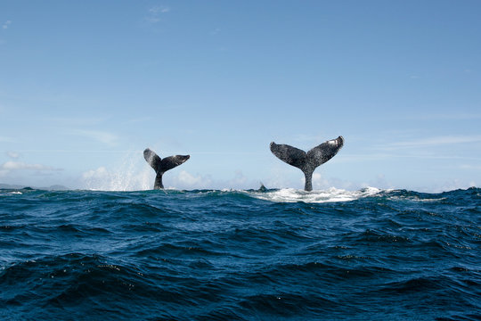 Double Humpback whale tail in Samana, Dominican republic