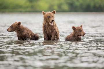 Three little bear cub swimming in the lake