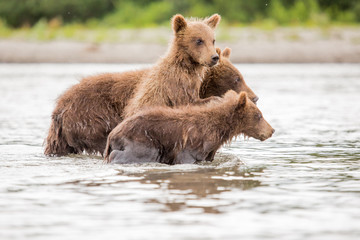 Three little bear cub swimming in the lake