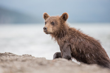 Obraz premium Little bear cub is on the lake