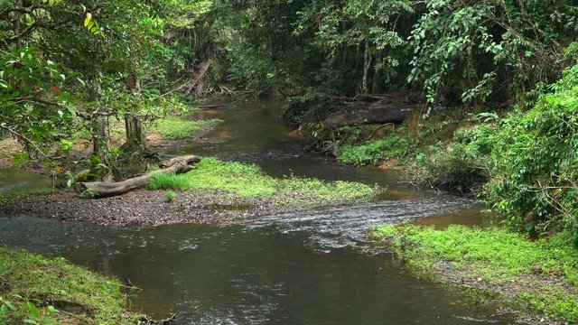 Jungle landscape with flowing river at deep tropical rain forest. Khao Yai National Park, Thailand. 4K stock footage shot at winter season time.
