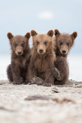Portrait of an adorable little bears