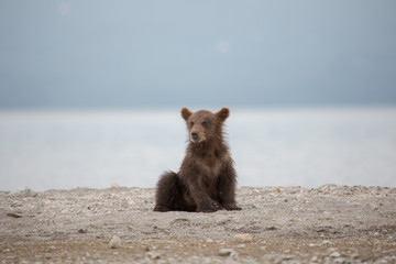 Small bear cub on the lake © kitkorzun
