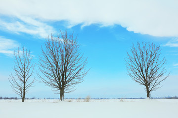 Beautiful winter landscape with trees on blue sky background