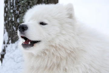 Cute samoyed dog outdoors on winter day, closeup