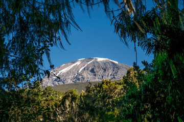 Kilimanjaro taken from rain forest, Tanzania