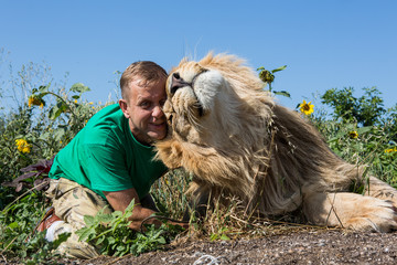 lion rubs his head against the man's head in safari park Taigan,