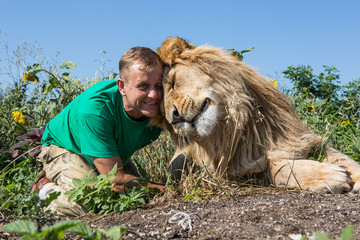 lion rubs his head against the man's head in safari park Taigan,