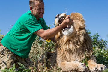 The man puts his hand into the lion's mouth in safari park Taiga