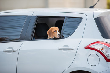 beagle dog, beagle dog on car windows