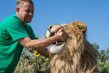 The man puts his hand into the lion's mouth in safari park Taiga