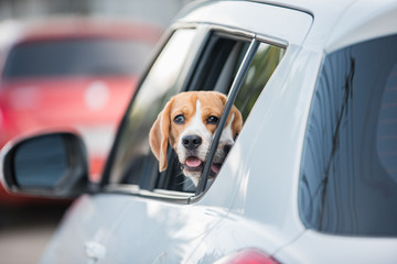 beagle dog, beagle dog on car windows