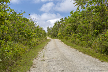 Fototapeta na wymiar Ring road through native tropical bush, Niue